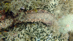 Holothuria hilla
