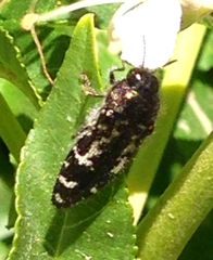 Acmaeodera connexa