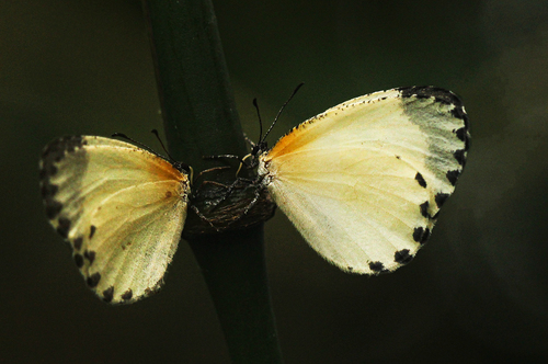 Mylothrid Pentila