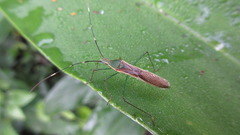 Leptocorisa