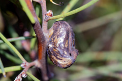 Hakea epiglottis