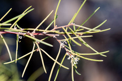 Hakea epiglottis