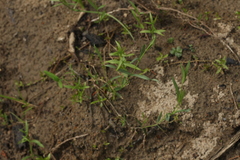 Stellaria palustris