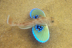 Red Gurnard photo 1