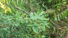 Crotalaria trichotoma