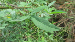 Crotalaria trichotoma