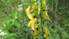 Crotalaria trichotoma