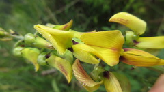 Crotalaria trichotoma
