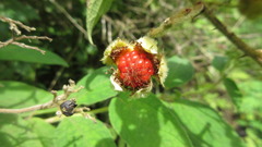 Rubus