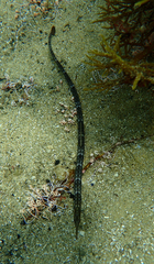 Syngnathus schlegeli