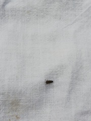 Speudotettix subfusculus