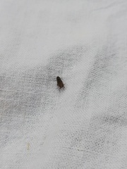 Speudotettix subfusculus