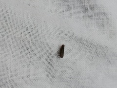 Speudotettix subfusculus