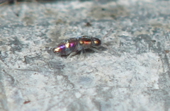 Lepidocyrtus fimicolus