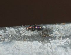 Lepidocyrtus fimicolus