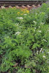 Sphallerocarpus gracilis