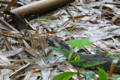 Bitis nasicornis