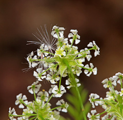 Sphallerocarpus gracilis
