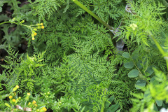 Sphallerocarpus gracilis