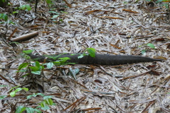 Bitis nasicornis