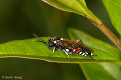 Macrophya punctumalbum