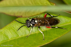 Macrophya punctumalbum
