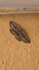 Menophra thuriferaria