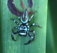 Thiania bhamoensis