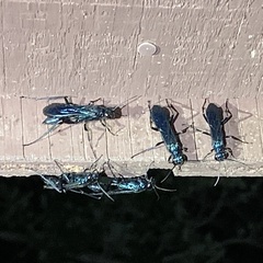 Chalybion zimmermanni