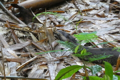 Bitis nasicornis