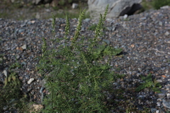 Nepeta annua