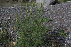 Nepeta annua