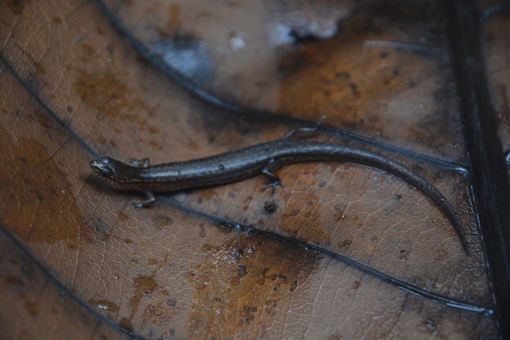 Singapore Swamp Skink