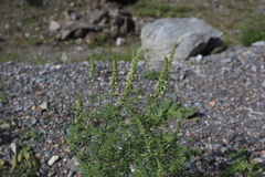 Nepeta annua