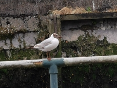 Chroicocephalus ridibundus