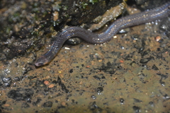 Pseudorabdion longiceps