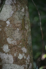 Draco quinquefasciatus