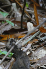 Bitis nasicornis