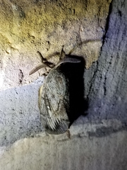 Gloveria arizonensis