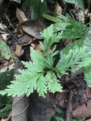 Selaginellaceae