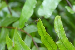 Zygoptera