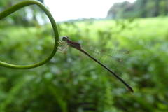 Zygoptera