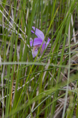 Arethusa bulbosa