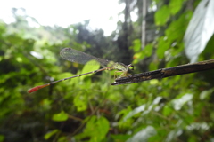 Zygoptera