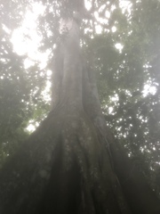 Brosimum alicastrum