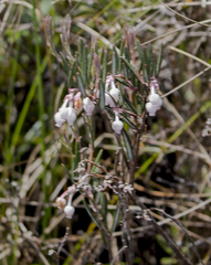 Andromeda polifolia glaucophylla