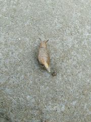 Succinea arundinetorum