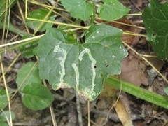 Liriomyza carphephori