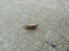 Succinea arundinetorum