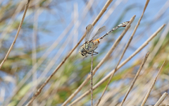 Lindenia tetraphylla
